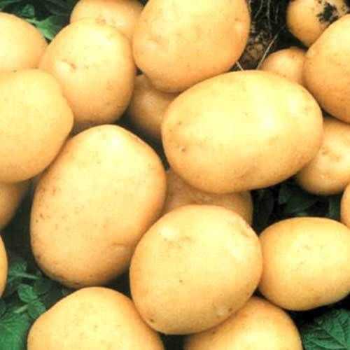Вкусный гость из голландии — картофель «инноватор» : описание сорта, характеристика