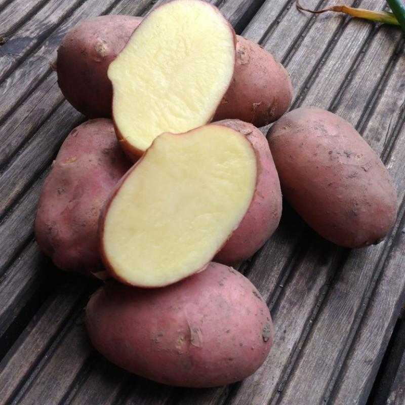 Алый красный картофель