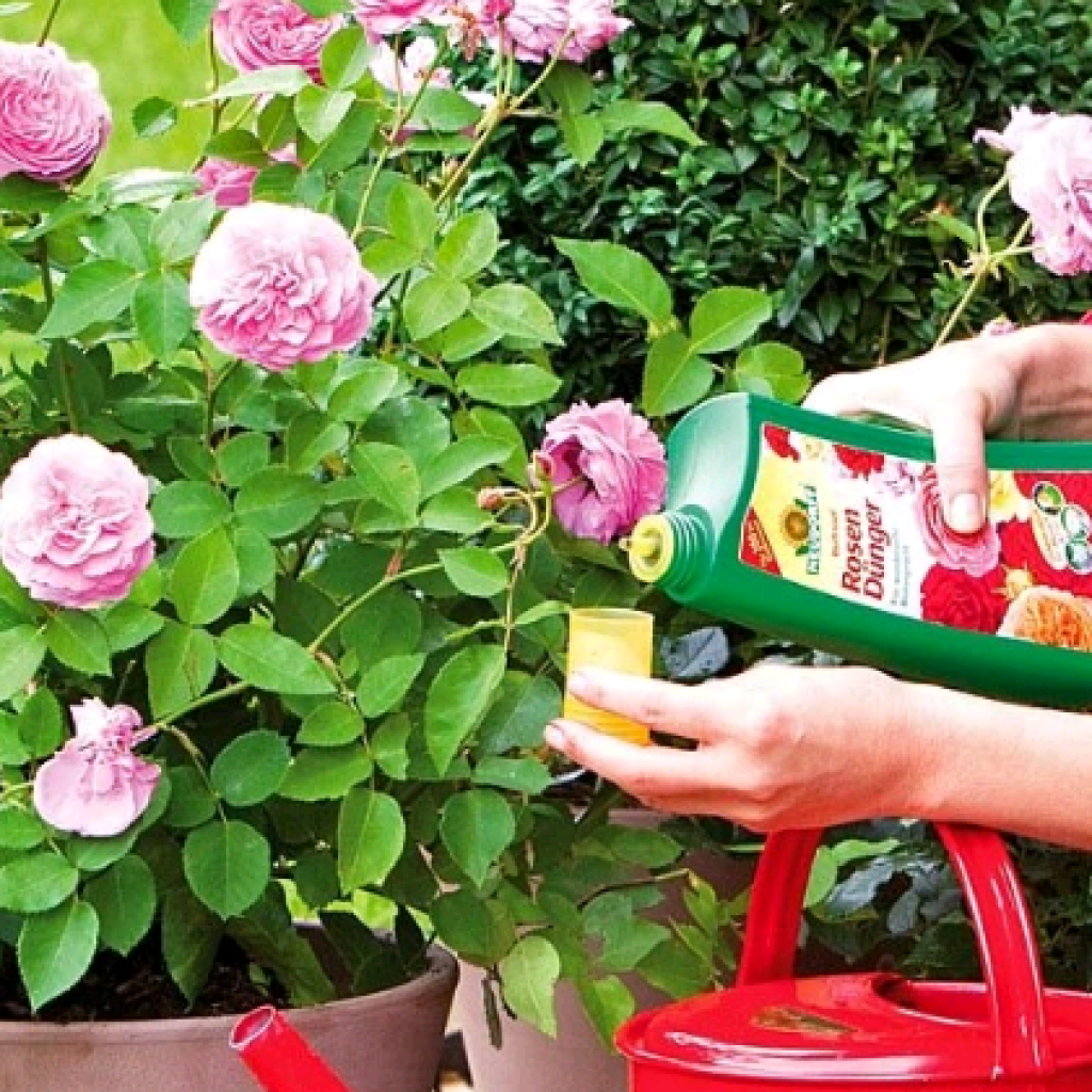 Как реанимировать розы в вазе с водой – 7 способов оживить букет