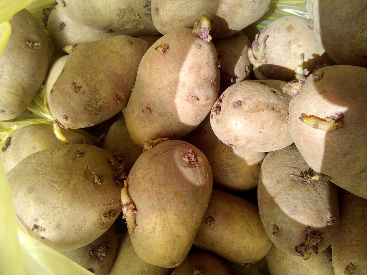 Когда проращивать картофель на посадку. Пророщенный картофель. Картофель семенной с ростками. Семенной картофель проросший. Проращивание картофеля для посадки.