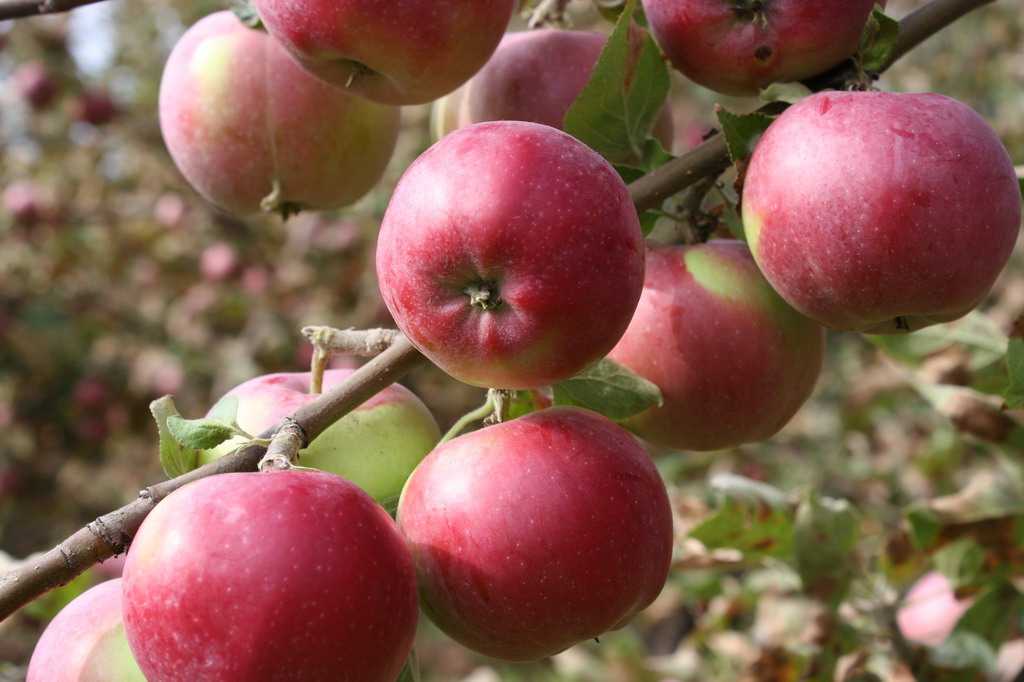 Характеристика и агротехника выращивания яблони сорта афродита