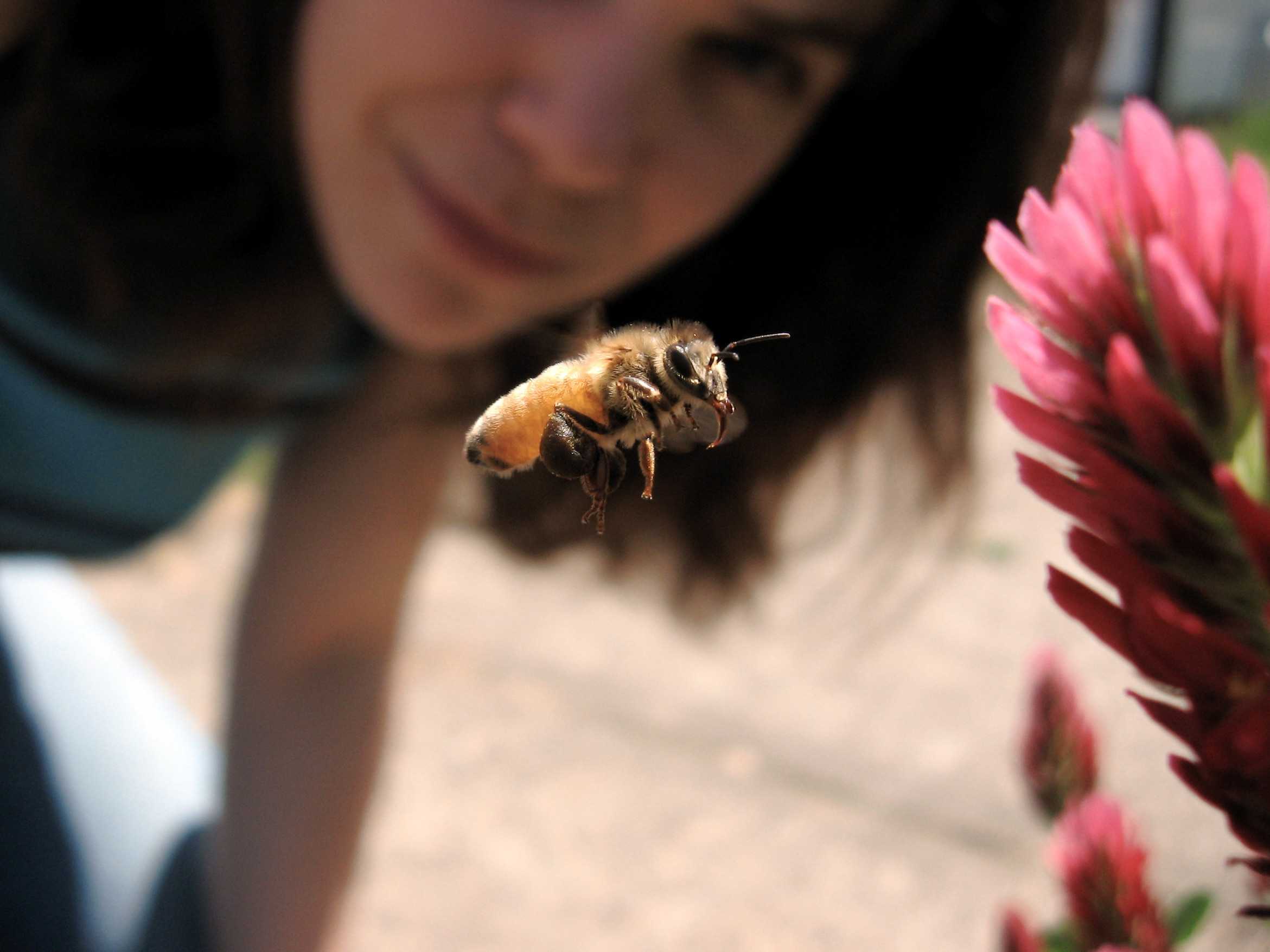 Нападение пчел на пчел — излагаем по порядку