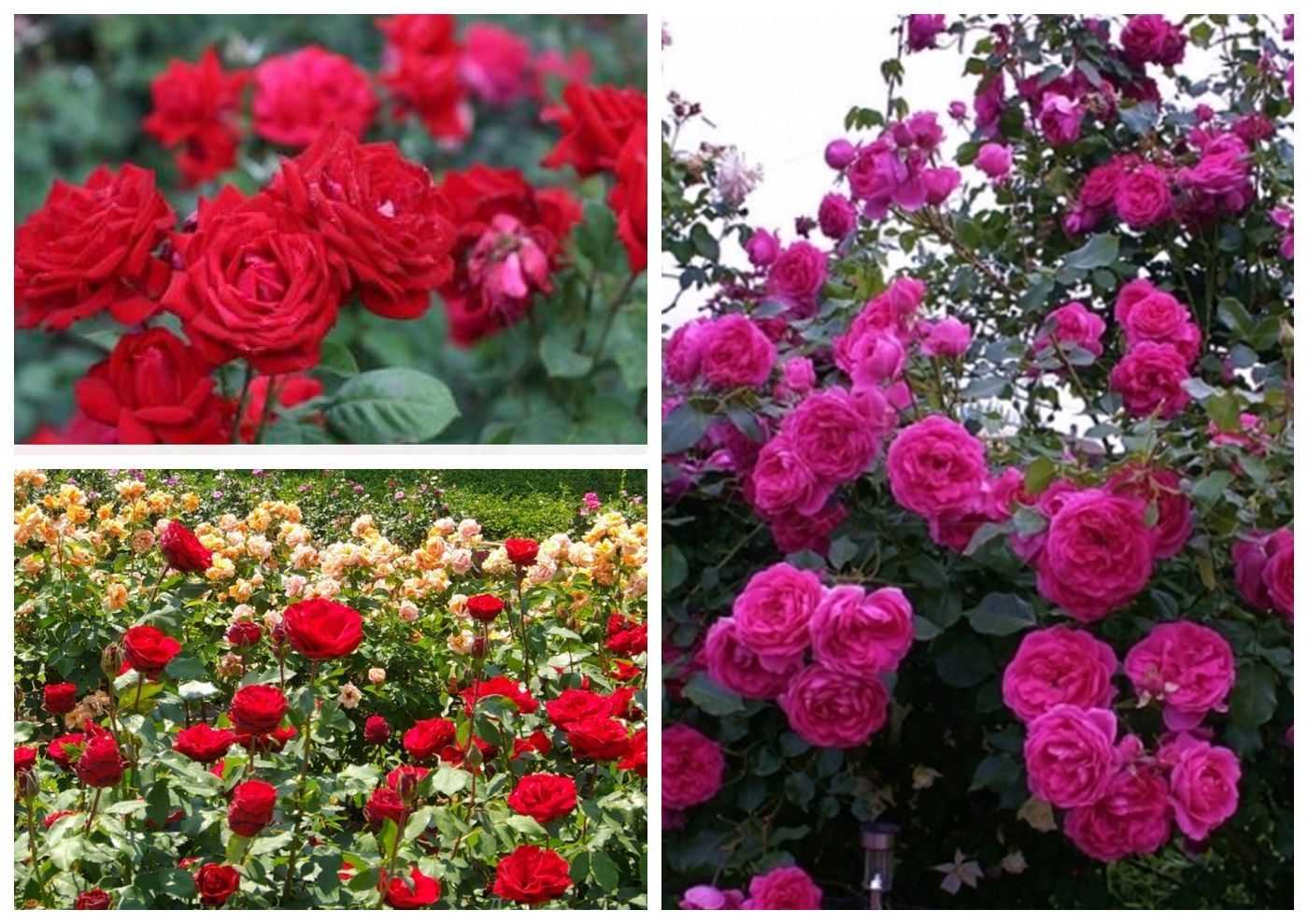 Розы почему не цветут: выяснение и устранение причин