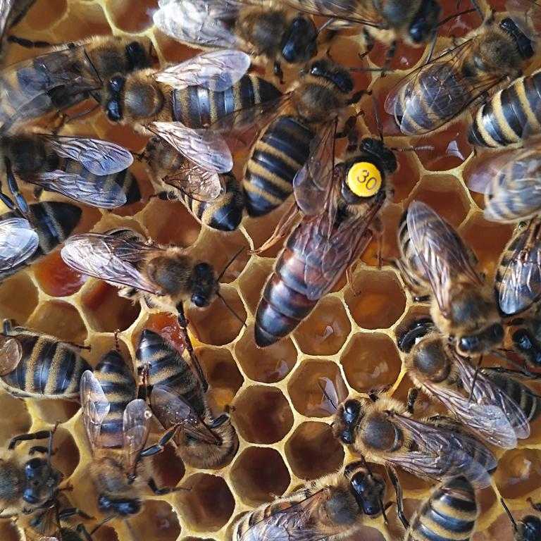 Как правильно вывести матку пчелы? видео.
