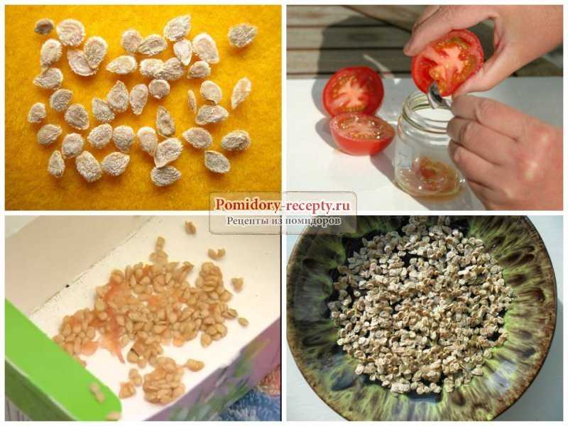 Все этапы подготовки семян к посеву: перца, томатов, обязательна ли выбраковка и барботирование, как правильно их проводить