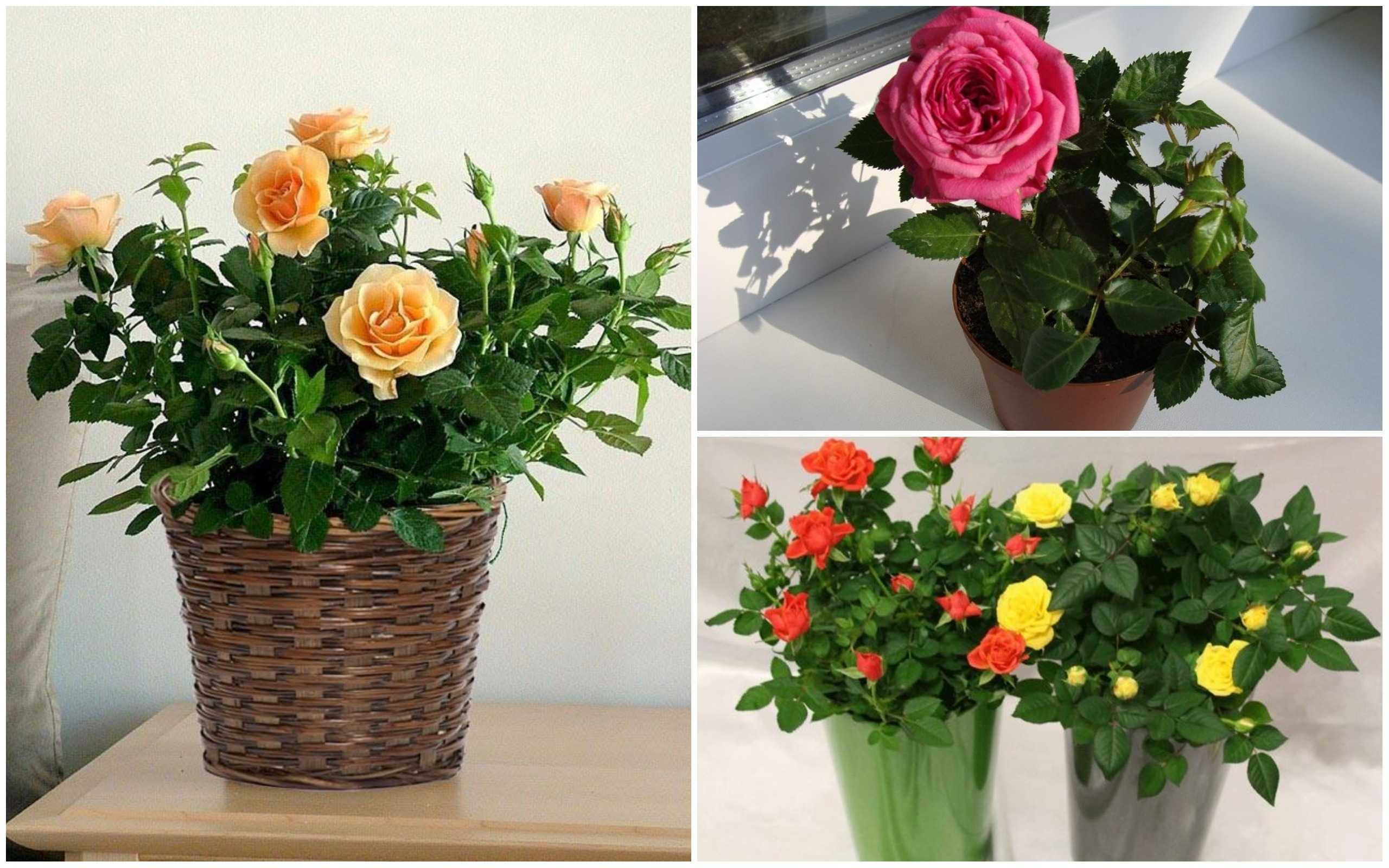 Выращиваем розы на подоконнике – как сохранить и продлить цветение