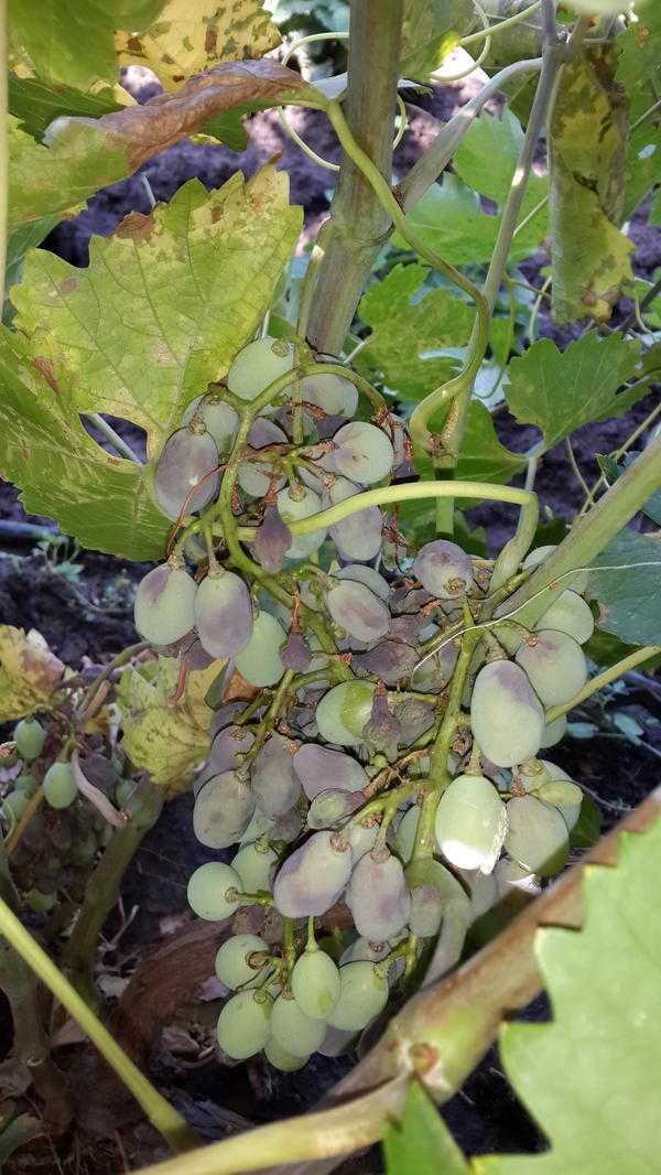 Болезни винограда и меры борьбы с ними