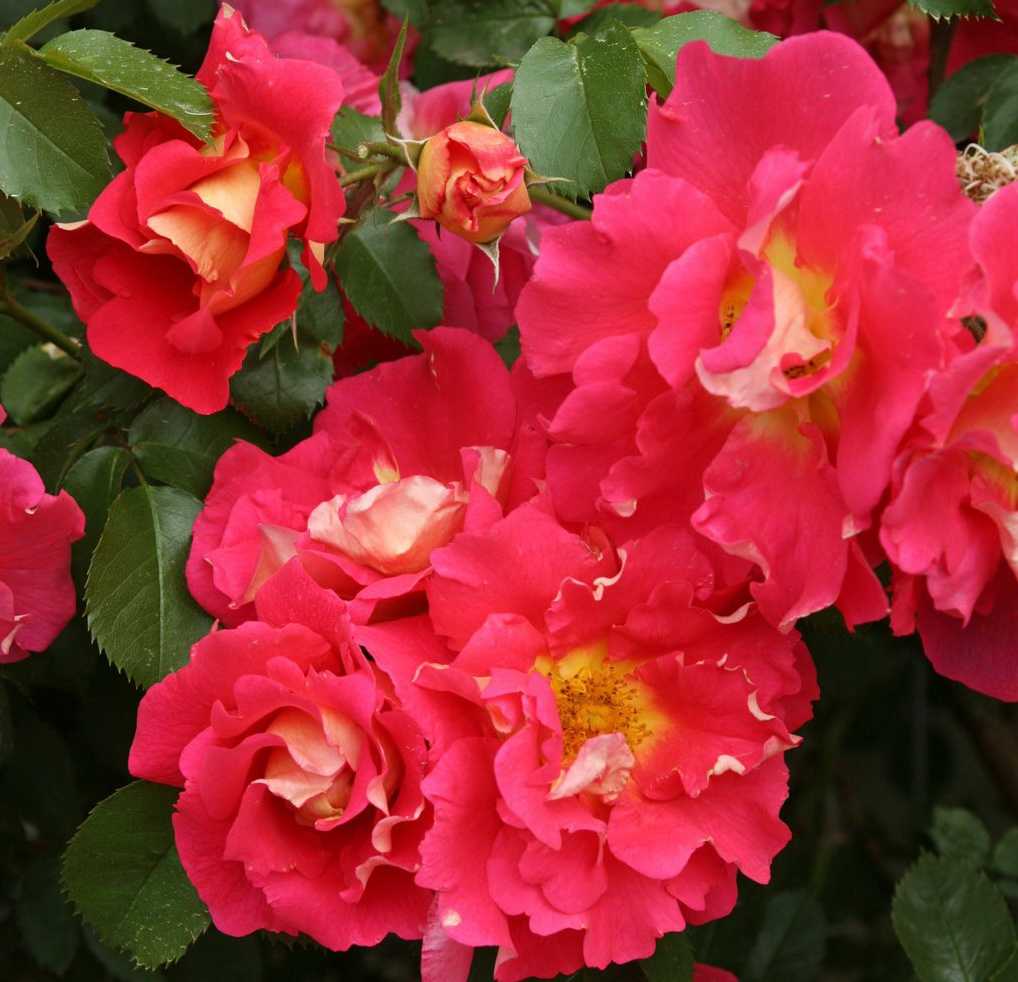 Самые ароматные и душистые сорта роз