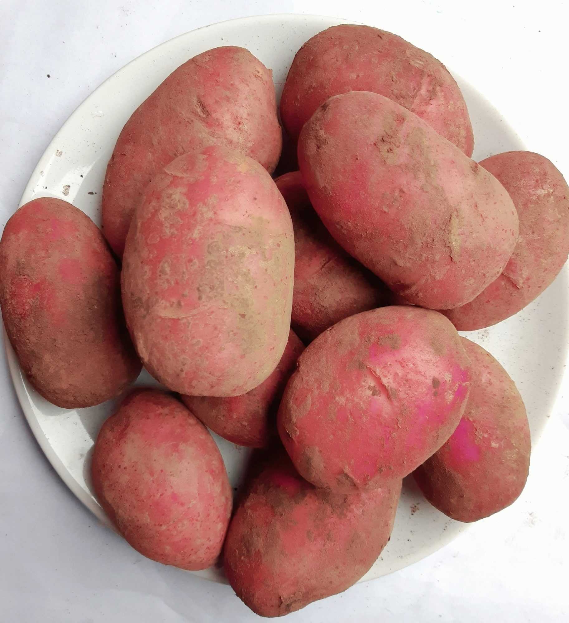 семена картофеля родриго
