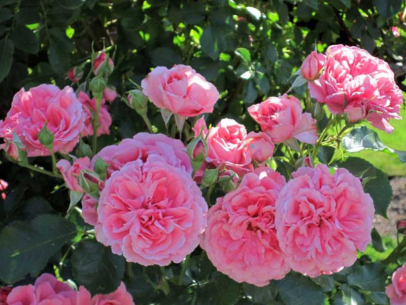 Роза скарлет (scarlet) — описание плетистого сорта