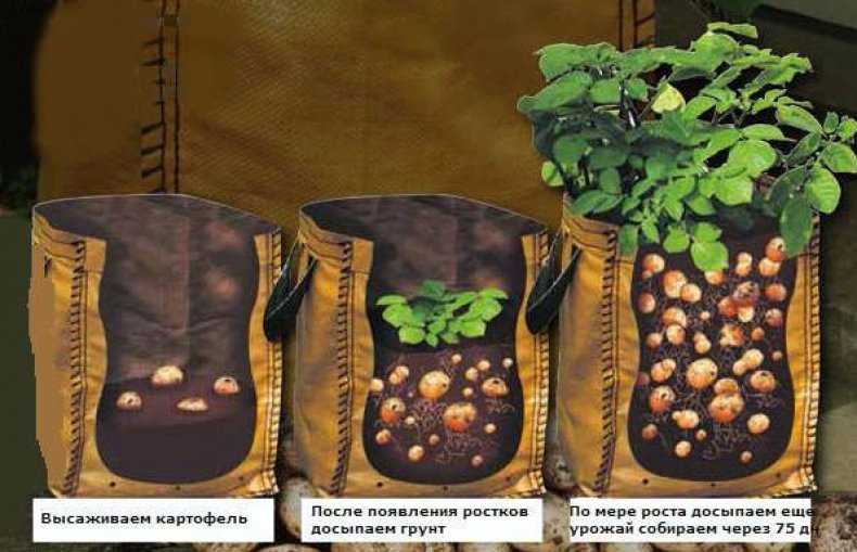 Выращивание картофеля в мешках: миф или реальность