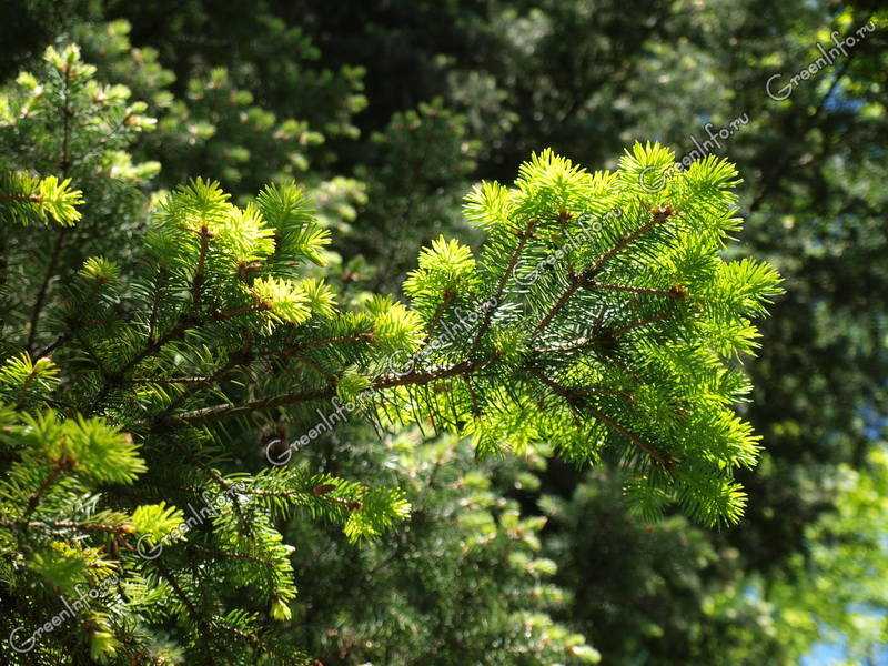 Лиственница: описание видов и выращивание дерева