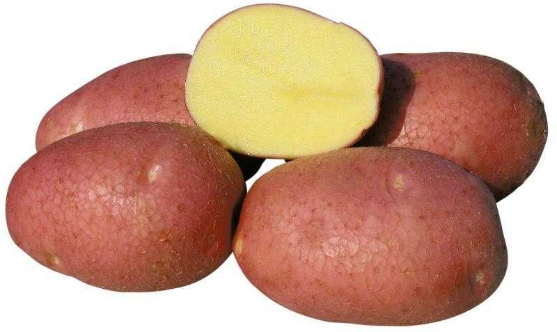 Картофель беллароза — вкусный сорт из германии