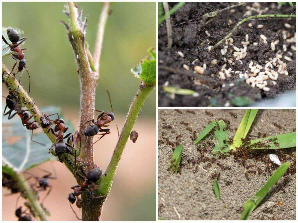 Чем опрыскивать деревья от тли и муравьев