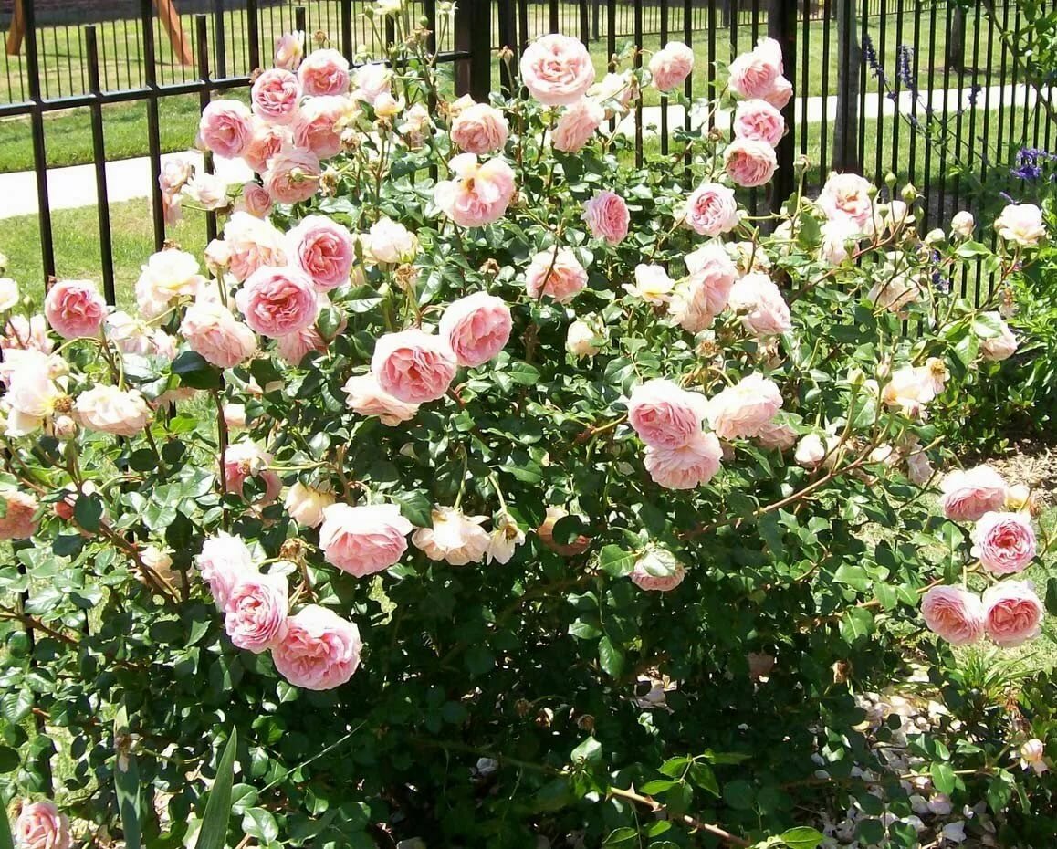 Описание розы пиано: сортовое разнообразие цветка, рэд, хэппи, брайдал и чарминг