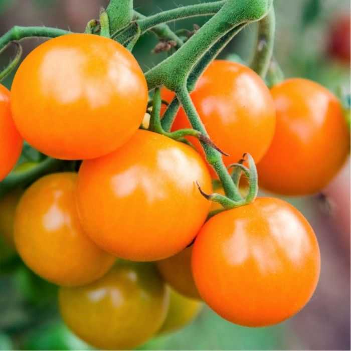 Фото, отзывы, описание, характеристика, урожайность сорта томата «желтая вишня»