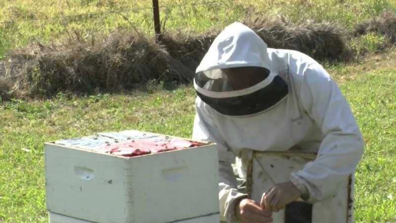 Как распознать и лечить нозематоз у пчел?