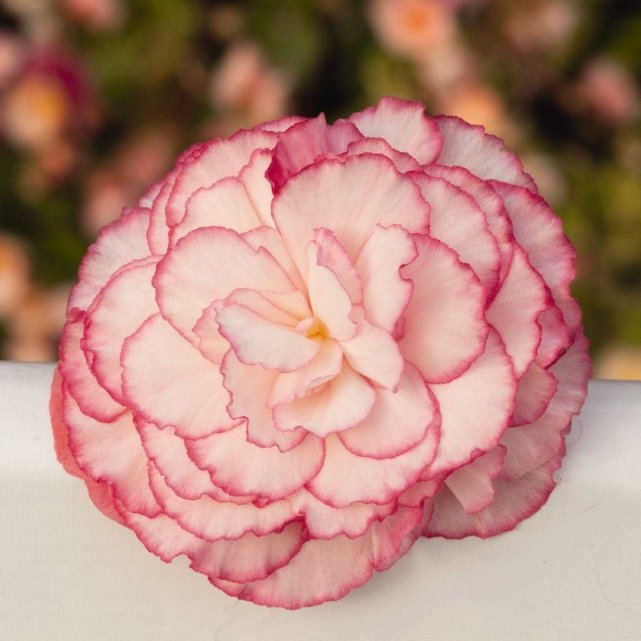 Бегония Гам Дроп Роуз (Gum Drop Rose) - описание сорта, саженцы, фото и характерные особенности