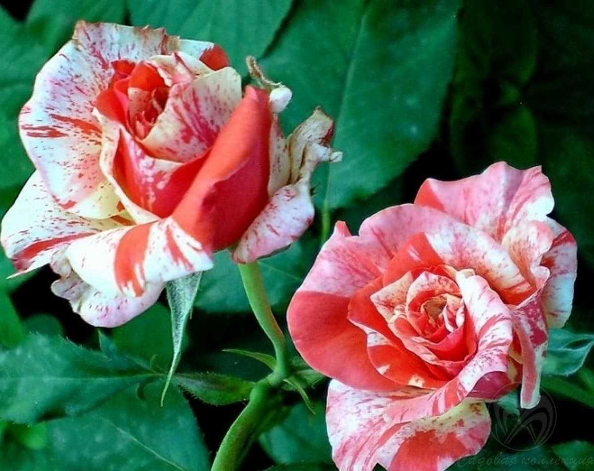 Роза: история и описание цветка