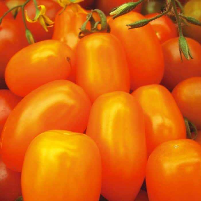 Особенности выращивания томата финик желтый
