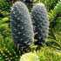 Можжевельник чешуйчатый блю свид (juniperus squamata blue swede)