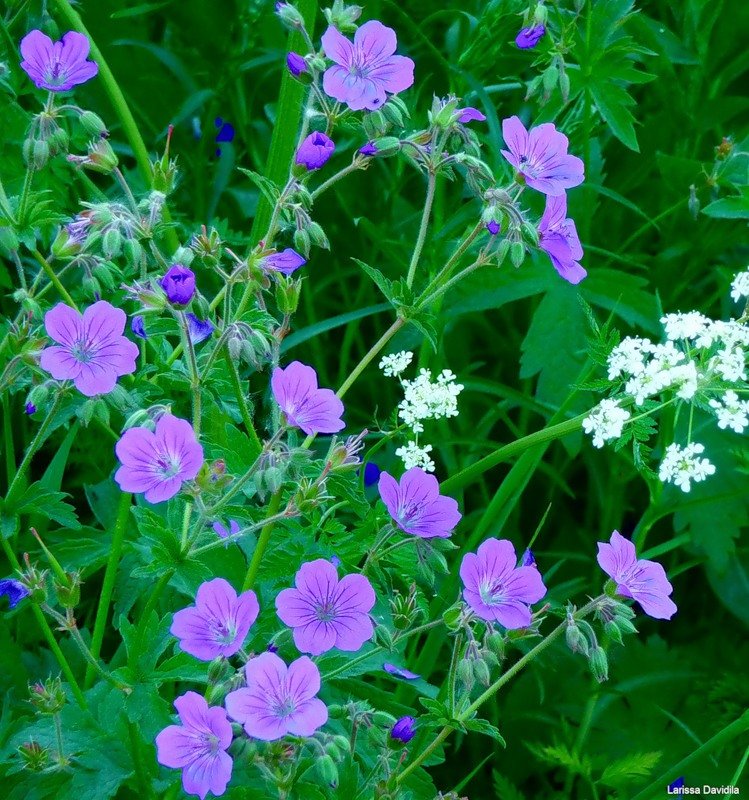 Сонник полевые цветы фиолетовые. к чему снится полевые цветы фиолетовые видеть во сне - сонник дома солнца