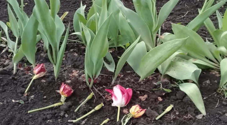 Отцвели тюльпаны? как сохранить их до следующего цветения?