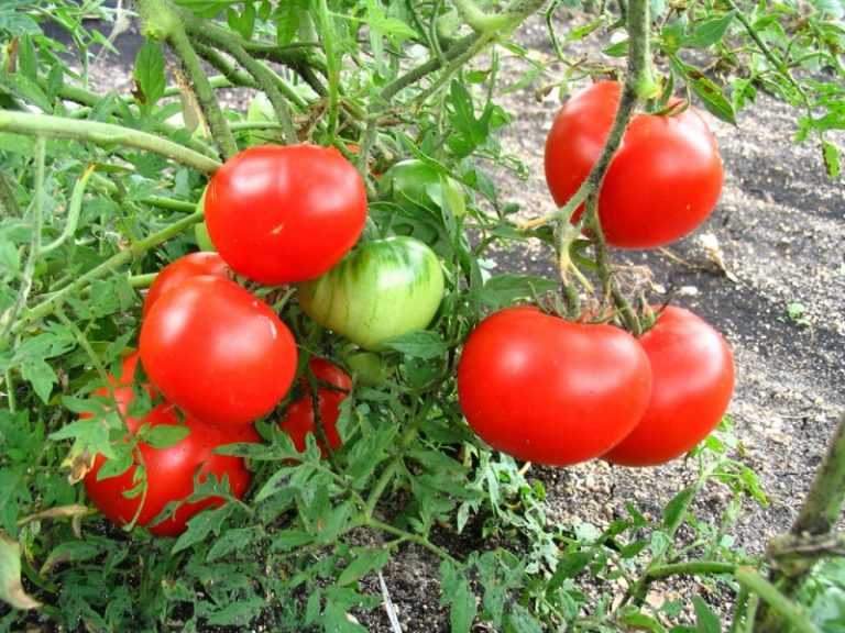 Сорт томата «белый налив 241»: фото, отзывы, описание, характеристика, урожайность