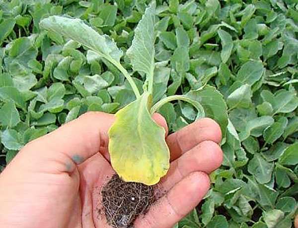 Савойская капуста: выращивание в открытом грунте, посадка и уход