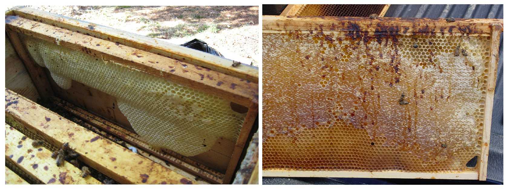 Нозематоз - сезонная болезнь пчёл. симптомы и лечение с фото и видео