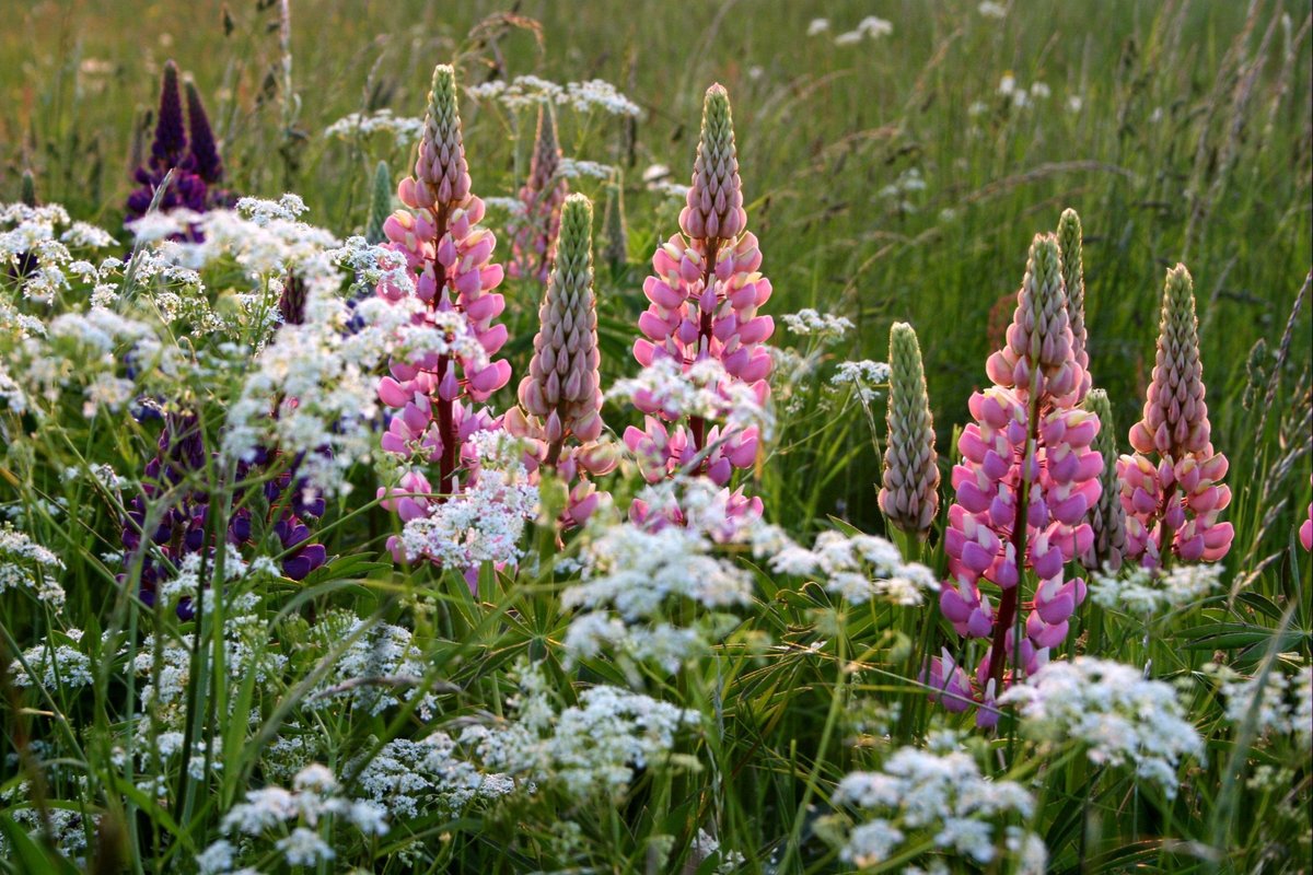 Травянистые растения названия и фото цветущие летом