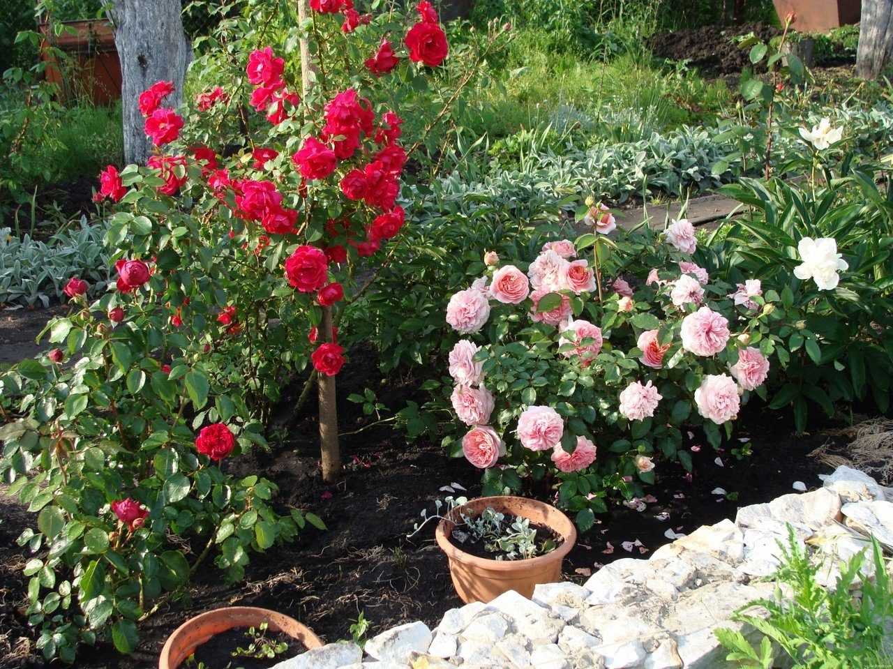 Древовидный пион — описание вида, лучшие сорта для сада