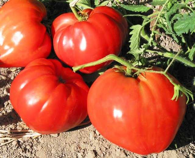 Выращивание сорта томата бычье сердце: правильный уход, формирование, пасынкование