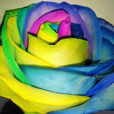Как сделать радужную розу rainbow rose