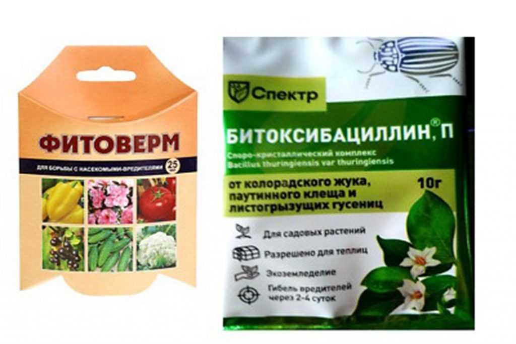 Как защитить томаты от паутинного клеща: эффективные методы борьбы