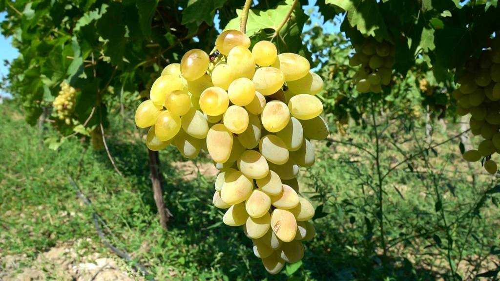 Очень ранние сорта винограда в украине: описание, фото, купить саженцы - vinograd-loza