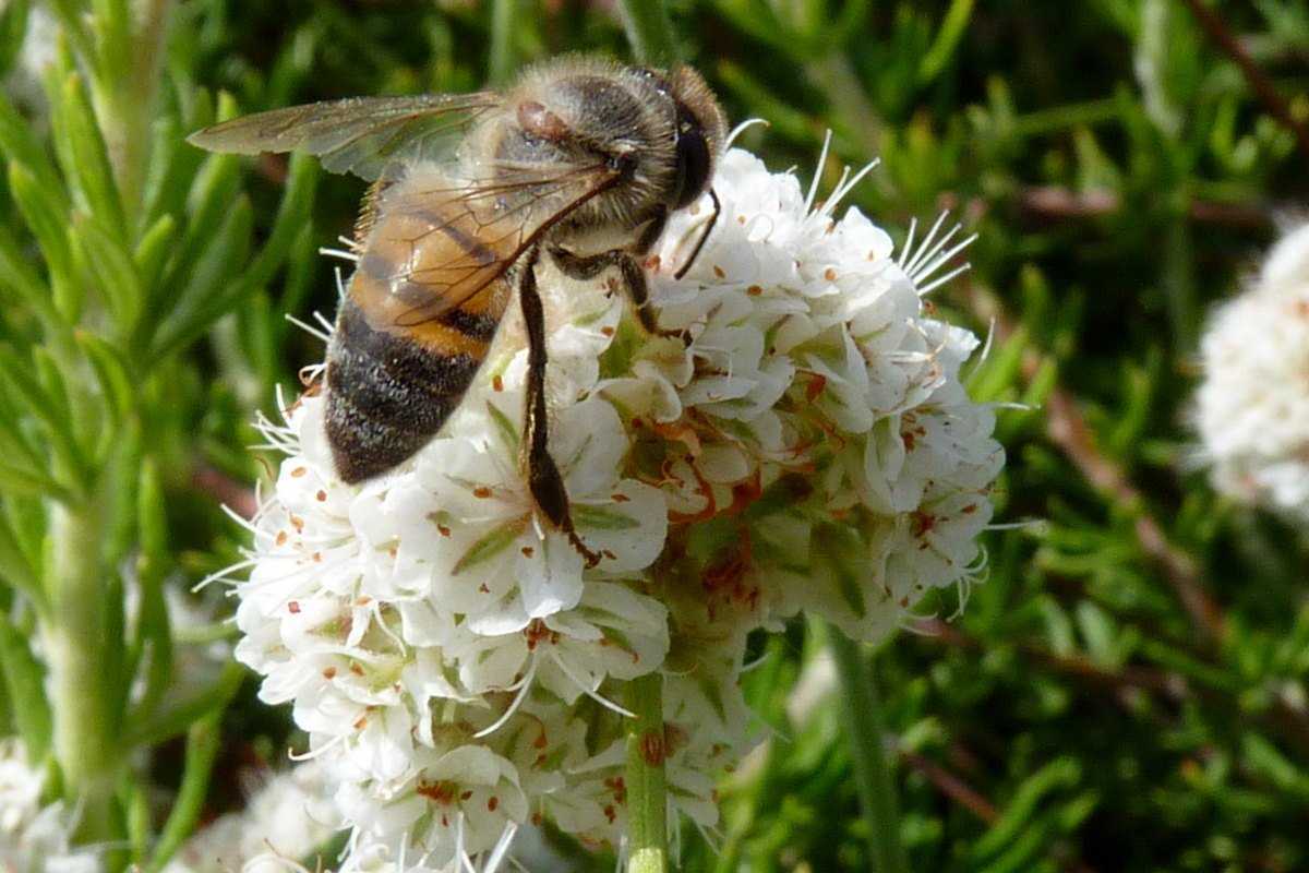 Эспарцет — медонос, выращиваемый для пчел