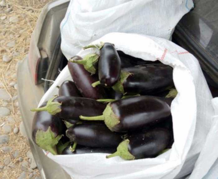Баклажан чёрный опал: описание и выращивание