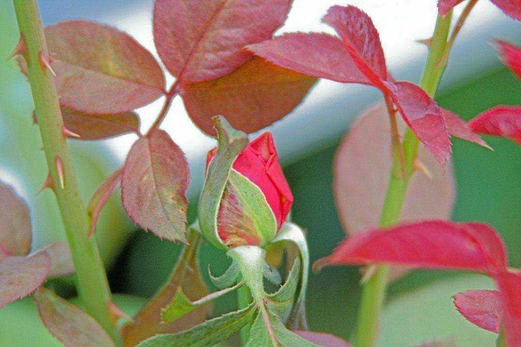 На листьях розы появились пятна – что делать и чем лечить растения