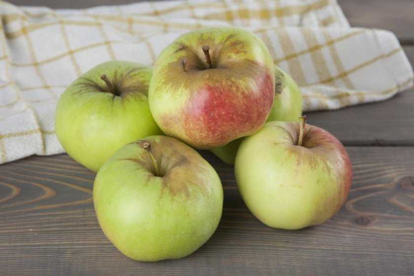 Сорт яблони богатырь – вкусный урожай круглый год!