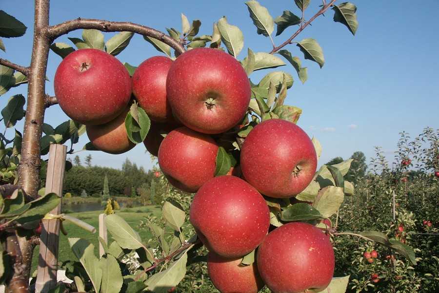 Основные особенности сорта и гибридов, агротехника выращивания сорта яблок сахарный аркад