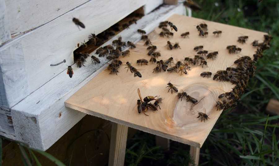 Почему пчелы висят под ульем бородой