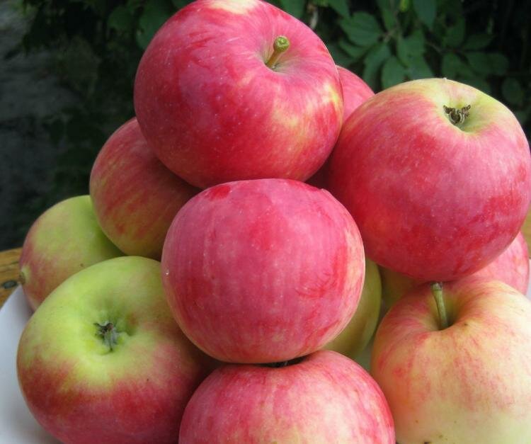 Фото пепиновых шафрановых яблок