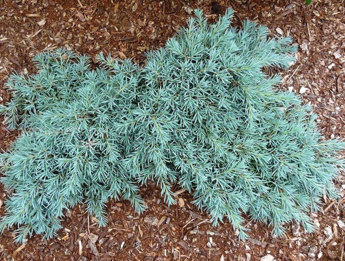 Можжевельник горизонтальный агнешка (juniperus horizontalis agniaszka)