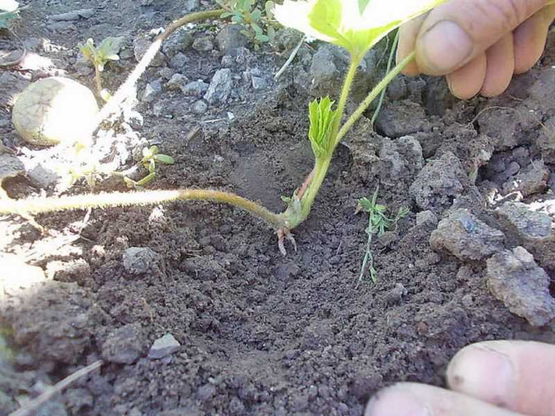 Пересадка клубники. способы повысить урожайность клубники
