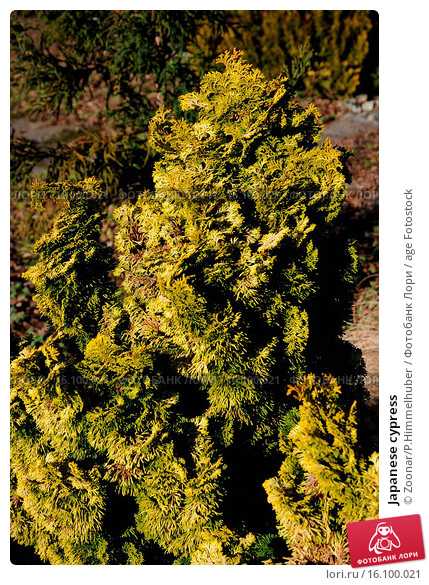 Можжевельник лежачий нана (juniperus procumbens nana)