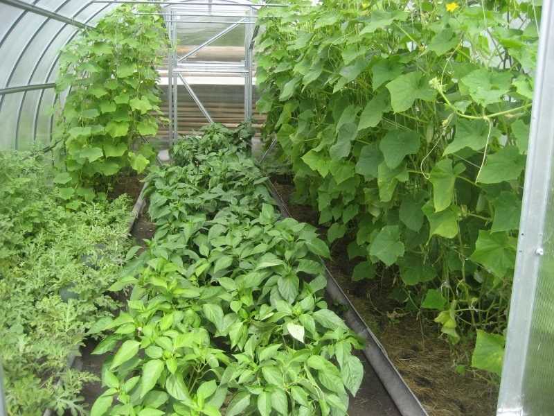 Совместные посадки овощей: какие культуры можно сажать в одной теплице?