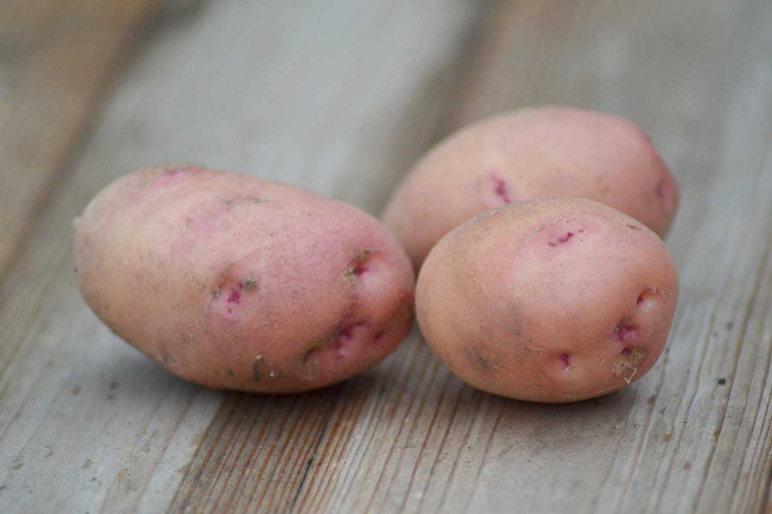 Сорта розовой картошки. Картофель сорта Повелитель просторов. Сорт картофеля Рагнеда.