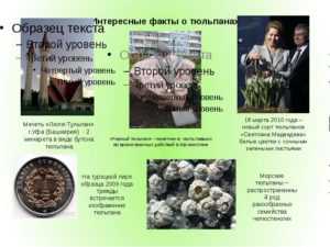 Тюльпаны: посадка и уход в открытый грунт, фото, выращивание из луковиц