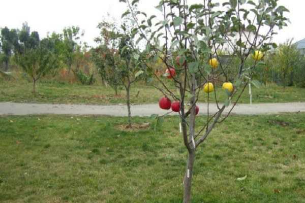 Посоветуйте сорта плодовых деревьев для посадки в подмосковье